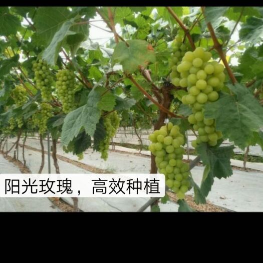 冠县 精品阳光玫瑰葡萄