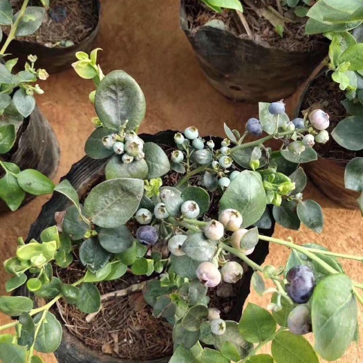 灵山县大果蓝莓苗  兔眼蓝莓南北方可以种植的盆栽的。