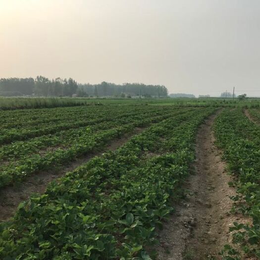 长丰县 红颜奶油草莓苗