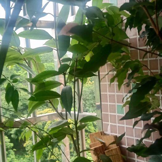 东莞市 肯不卡嘉宝果