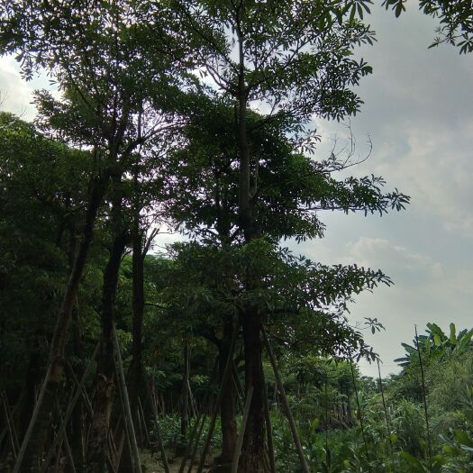 揭阳糖胶树 出售5-25公分盆架子