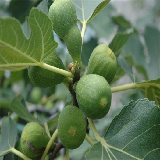 無(wú)花果苗 青皮無(wú)花果樹(shù)苗 果樹(shù)苗