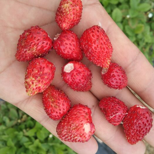 高台县 草莓种子