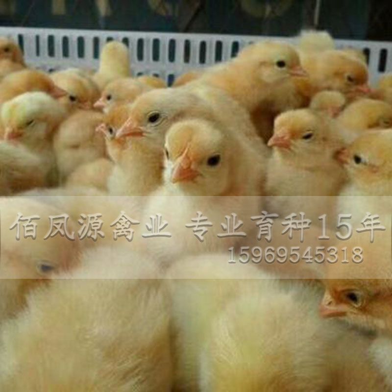  快大黄鸡苗快大型三黄鸡苗脱温鸡苗出壳鸡苗