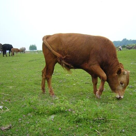 紫云县肥牛 生肉