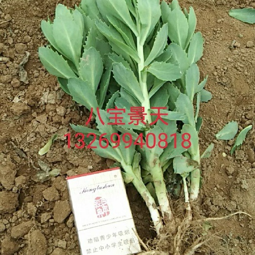 甘谷县八宝景天