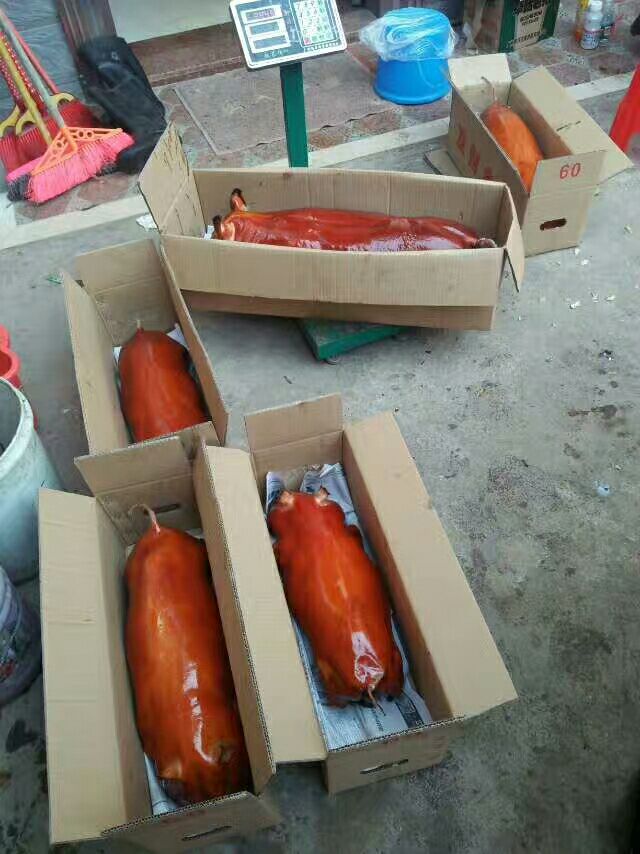 [土猪苗批发]土猪苗 烤乳猪价格428元\/只 1只起