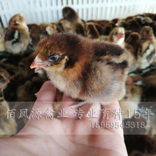 昆明 快大型青角麻鸡苗活体小鸡苗脱温鸡苗出壳鸡苗肉鸡苗