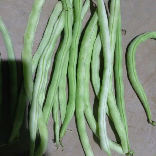 武乡县架豆王豆角 架豆王
