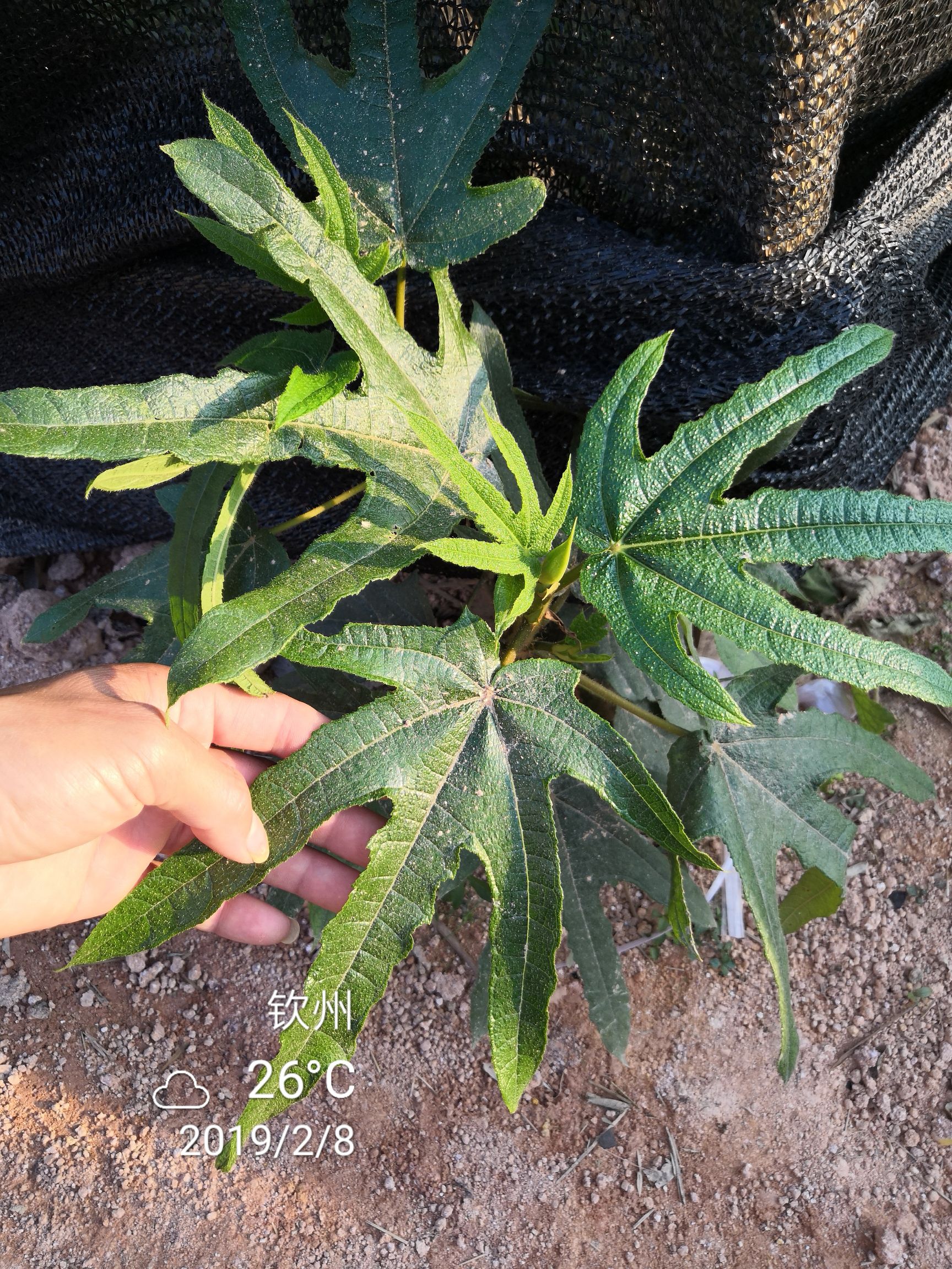 五指毛桃根，农家致富好项目，中药材五指毛桃苗，种植包教包会
