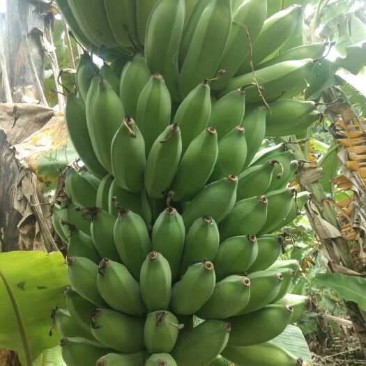 勐腊县西贡蕉 绿色天然健康西贡焦，不施肥，无化学残留，长期供应。