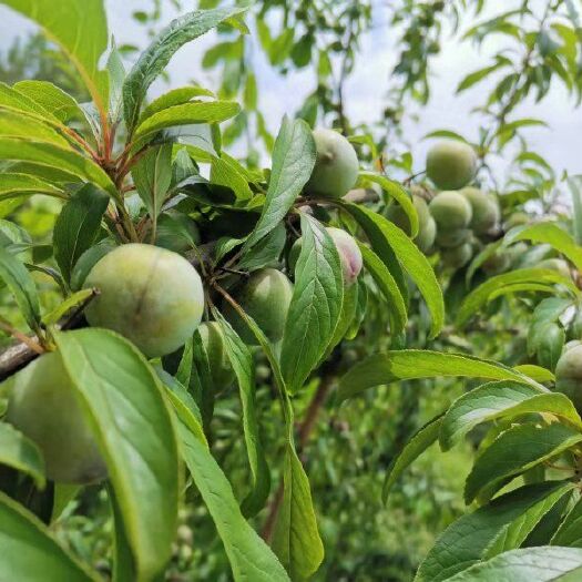 凯里市脆红李 水份充足  口感非常脆  糖度17