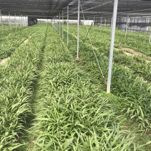 杭州紫花白芨苗 不要担心价格，除了老板娘，其它都可以谈。