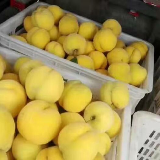 冠县黄金黄桃 黄金冠