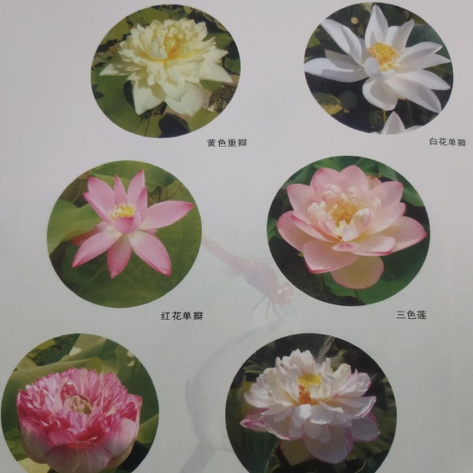 宿迁鄂莲6号藕种苗 供应观赏荷花种苗