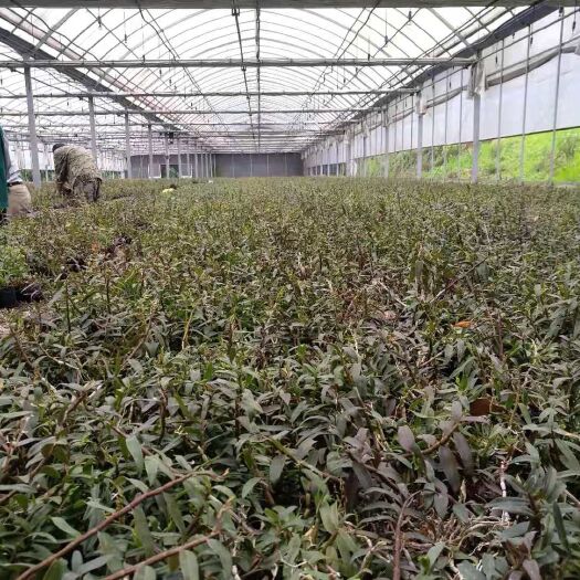 杭州铁皮石斛种苗  依托浙江中医药大学技术支持