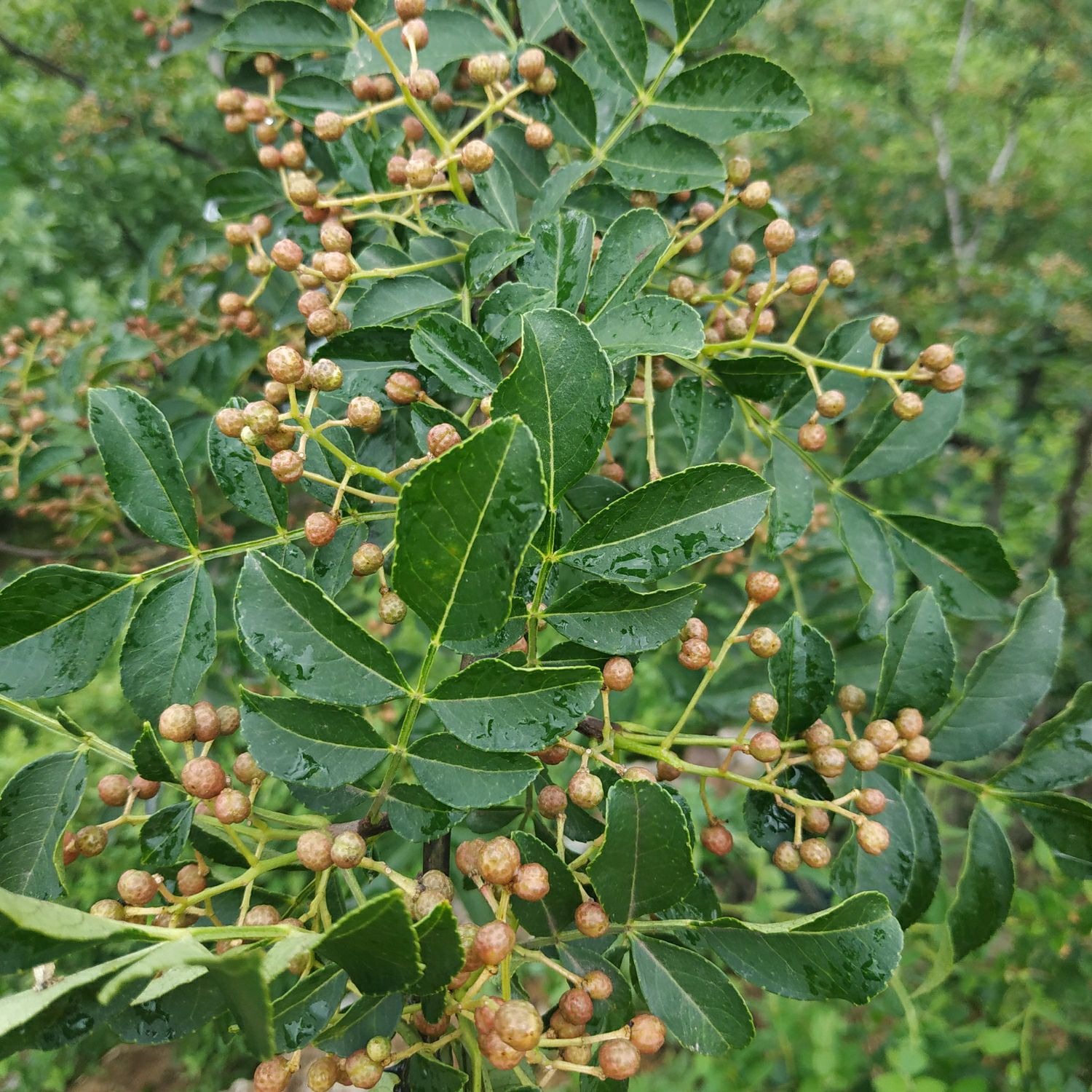  鲜花椒美味纯正，期待和你的合作