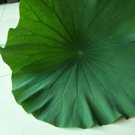 安新县白洋淀鲜荷叶