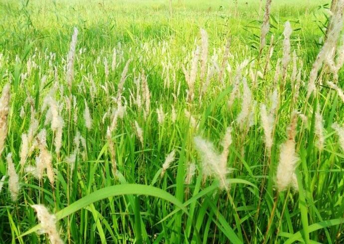 资阳白茅根 白矛根