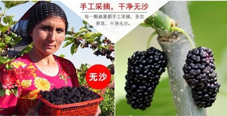 乌鲁木齐新疆精品特大桑葚干干净无沙包邮