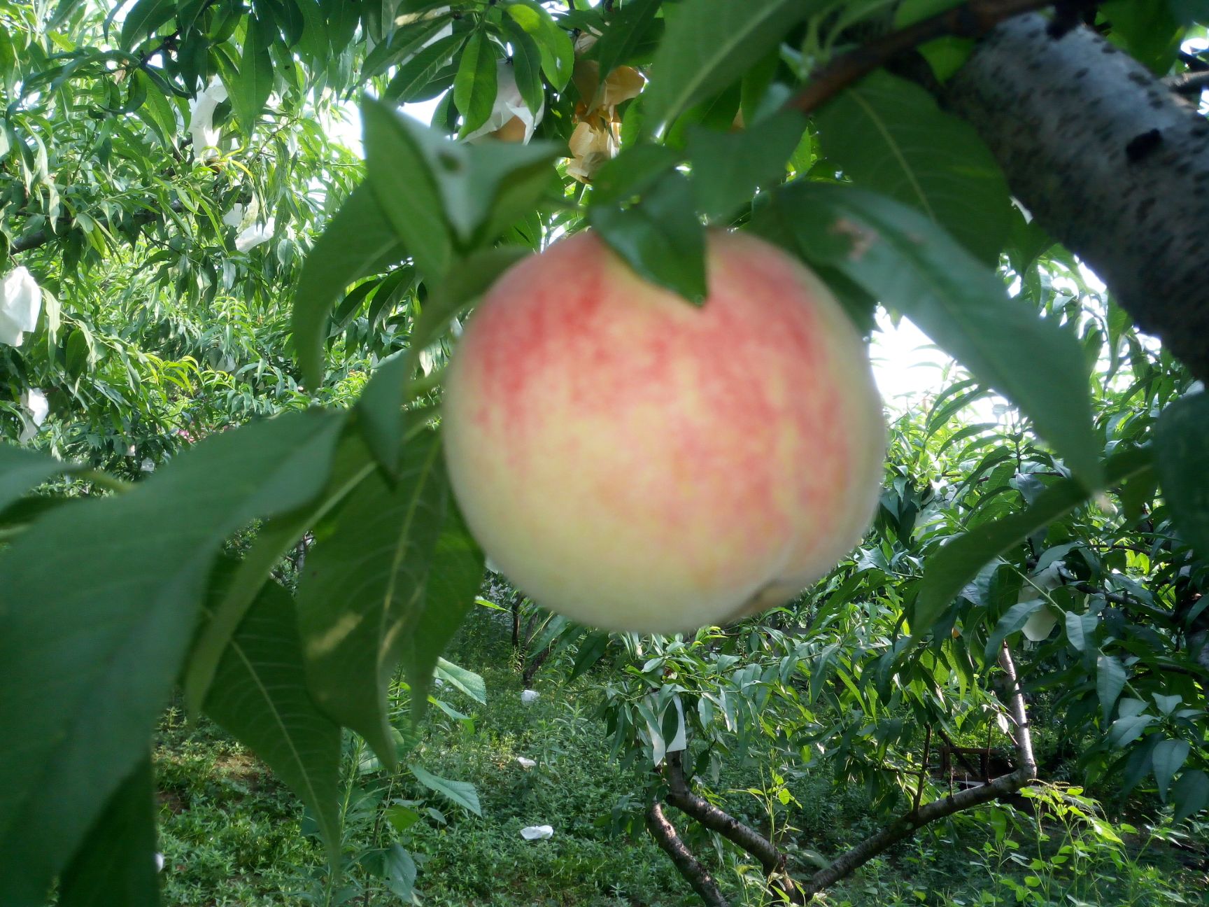 早美脆 夏之梦用酵素作肥料，保有了桃原有的品质与口感。