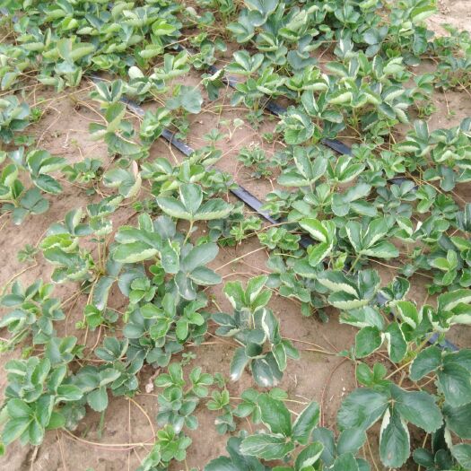 安丘市 本地常年大量提供各种草莓苗