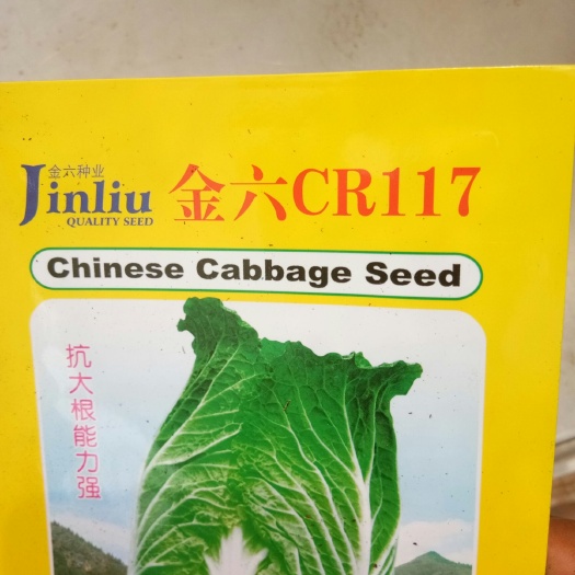 通海县 大白菜苗1000板