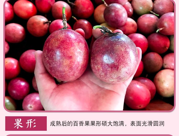  广西百香果现摘包邮精选促销西番莲