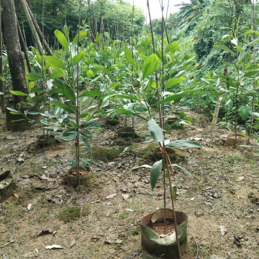 揭阳造型相思树 马占相思