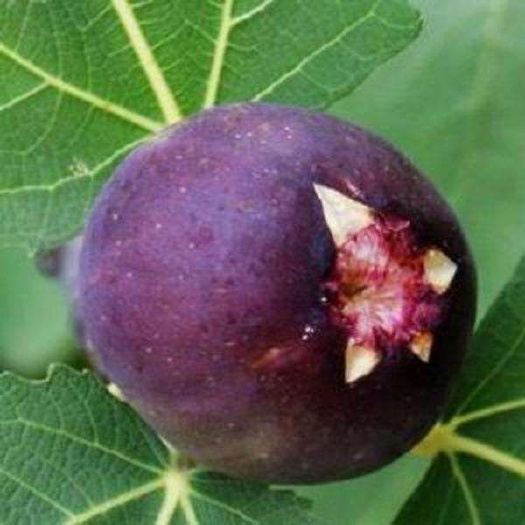 平邑县波姬红无花果苗  无花果苗 波姬红无花果树苗 无花果苗 果树苗