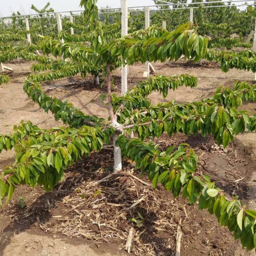 大连萨米脱樱桃 20mm以上 12-15g