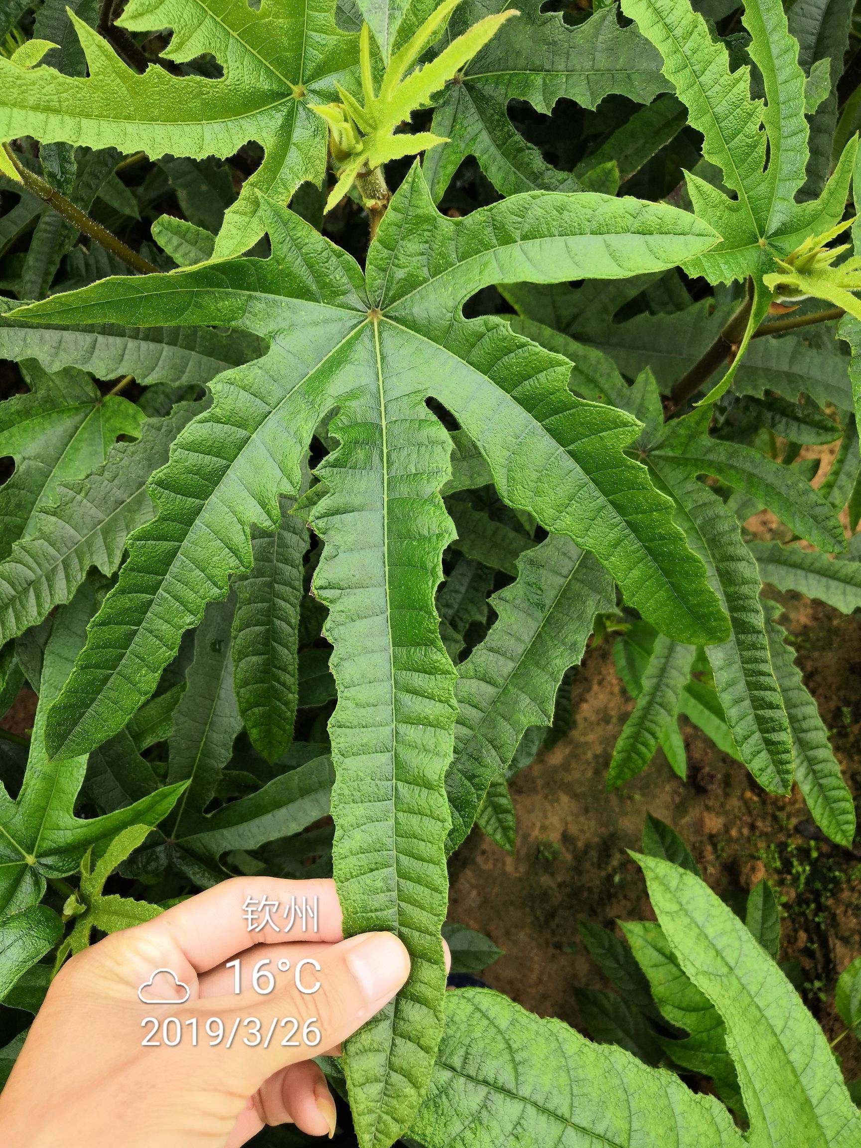 五指毛桃根，农家致富好项目，中药材五指毛桃苗，种植包教包会