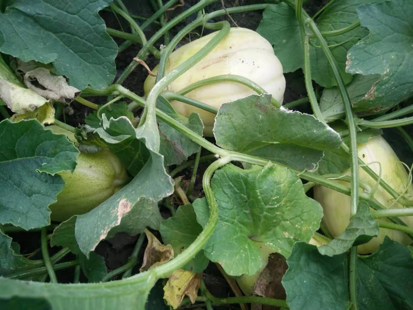 玉美人甜瓜 旱地甜香瓜新开园，不打任何甜蜜素用黄豆配黑芝麻做肥料甘甜自然