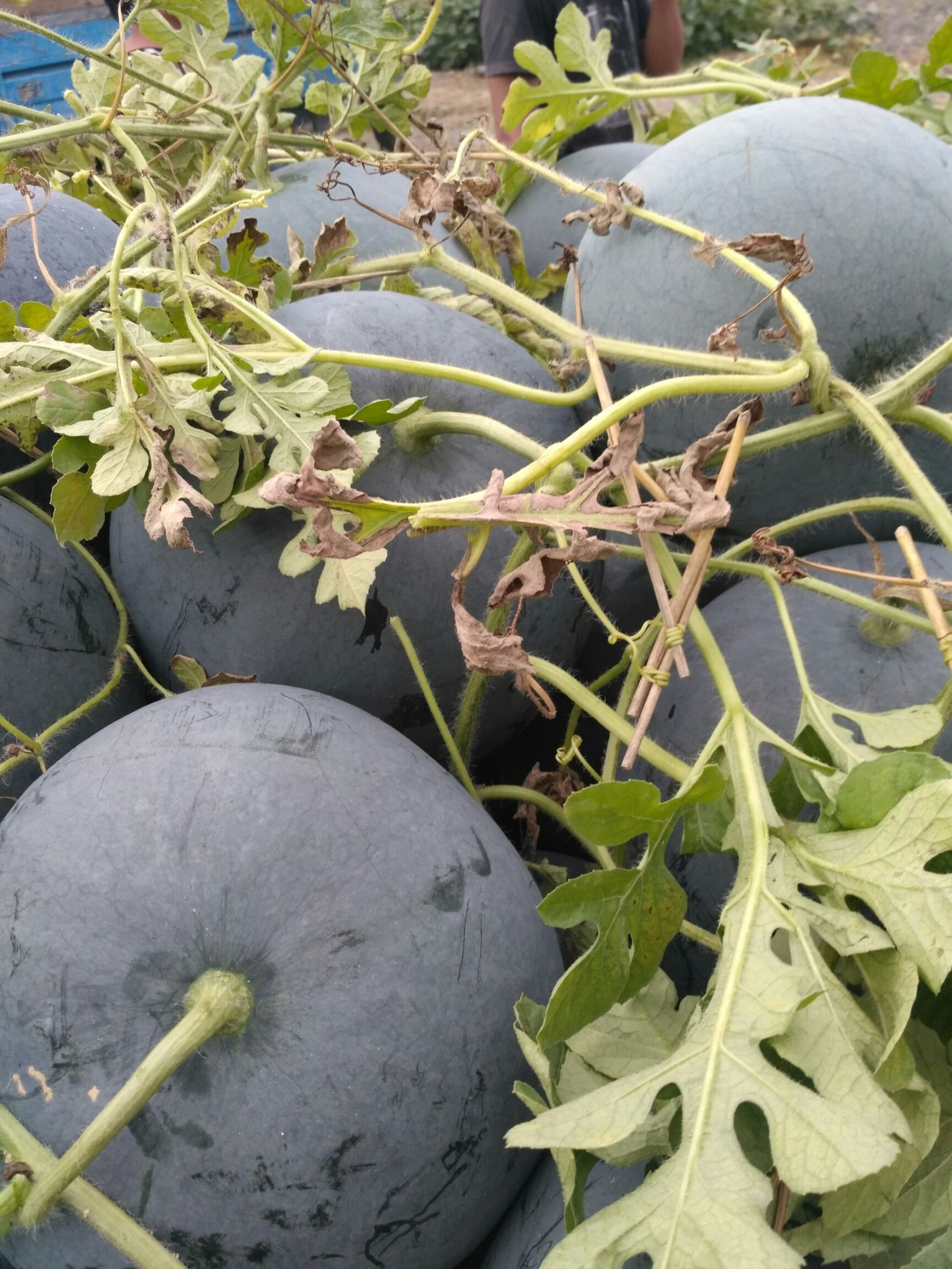 西农8号西瓜 大量供应西农八号,黑无籽.