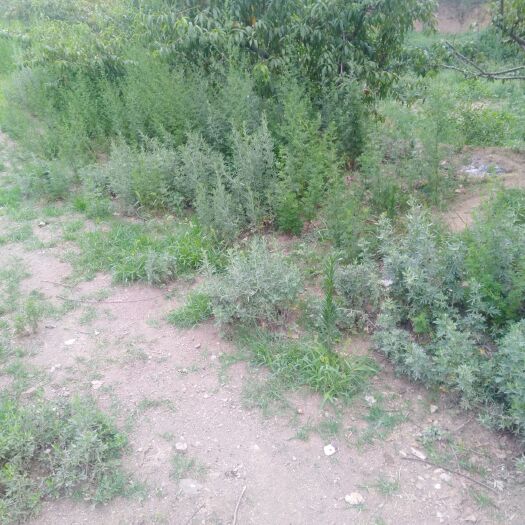 诸城市蕲艾 艾草
