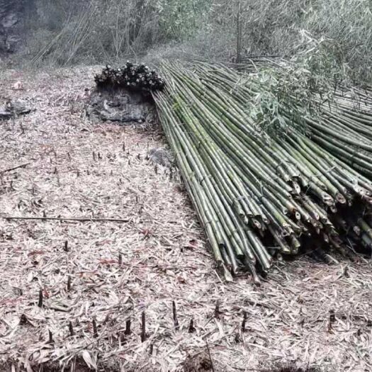 郴州 大量出售，麻竹，水竹，绵竹，自产自销，价格优惠，
