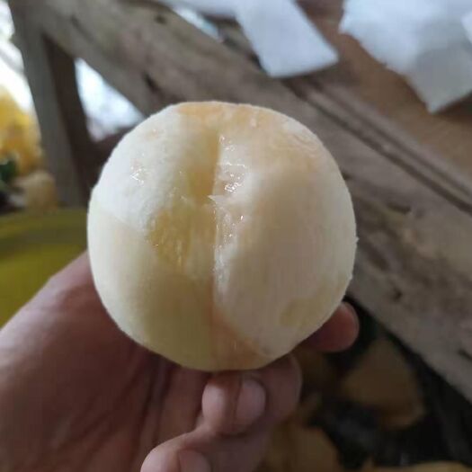 永城市水蜜桃苗 水蜜桃
