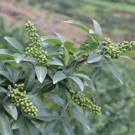 德江县 供应生的青花椒