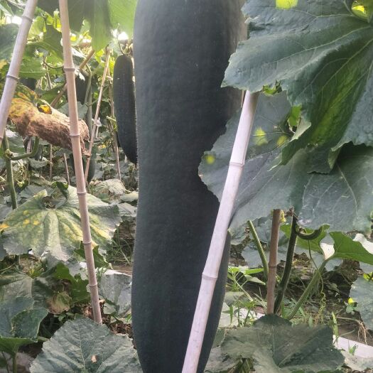 郸城县 出售优质黑皮吊冬瓜