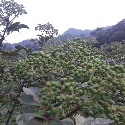 永福县 吴茱萸生货