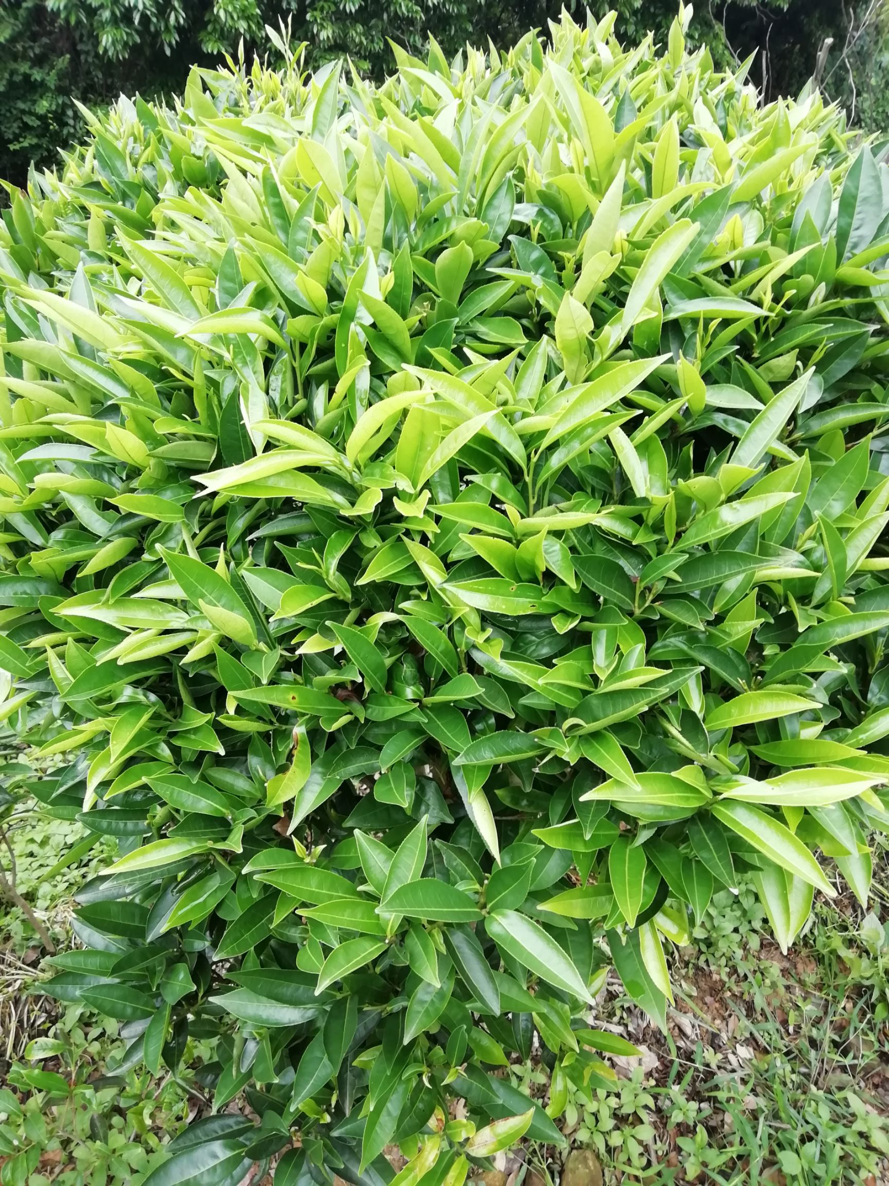 潮州单丛大乌叶蜜兰香老茶