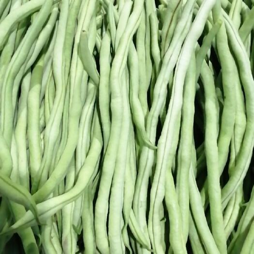 武山县架豆王豆角 甘肃武山架豆王，四季豆畅销全国。脱水厂干货货源