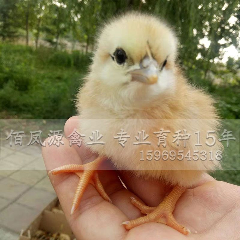  快大黄鸡苗快大型三黄鸡苗脱温鸡苗出壳鸡苗