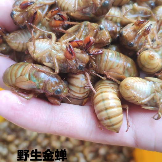 灵宝市金蝉 ꯭杜꯭仲꯭茶꯭树꯭小꯭金꯭蝉꯭