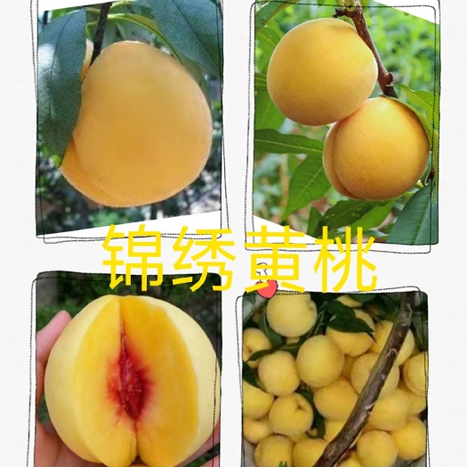 永兴县 甘棠陈家锦绣黄桃，现采现摘，吃的就是实在