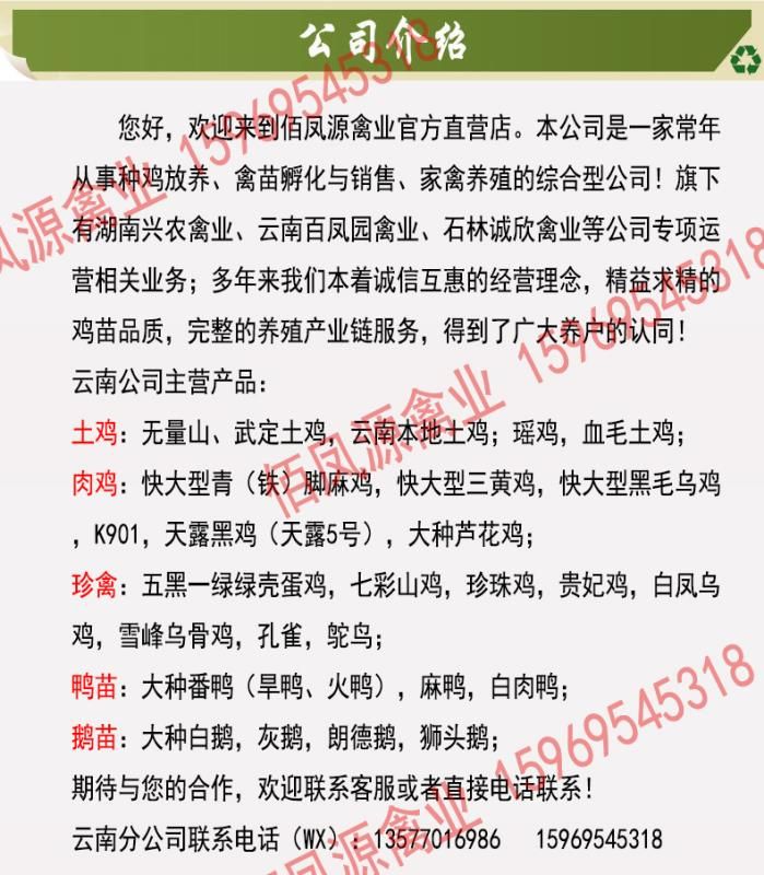  快大黄鸡苗快大型三黄鸡苗脱温鸡苗出壳鸡苗