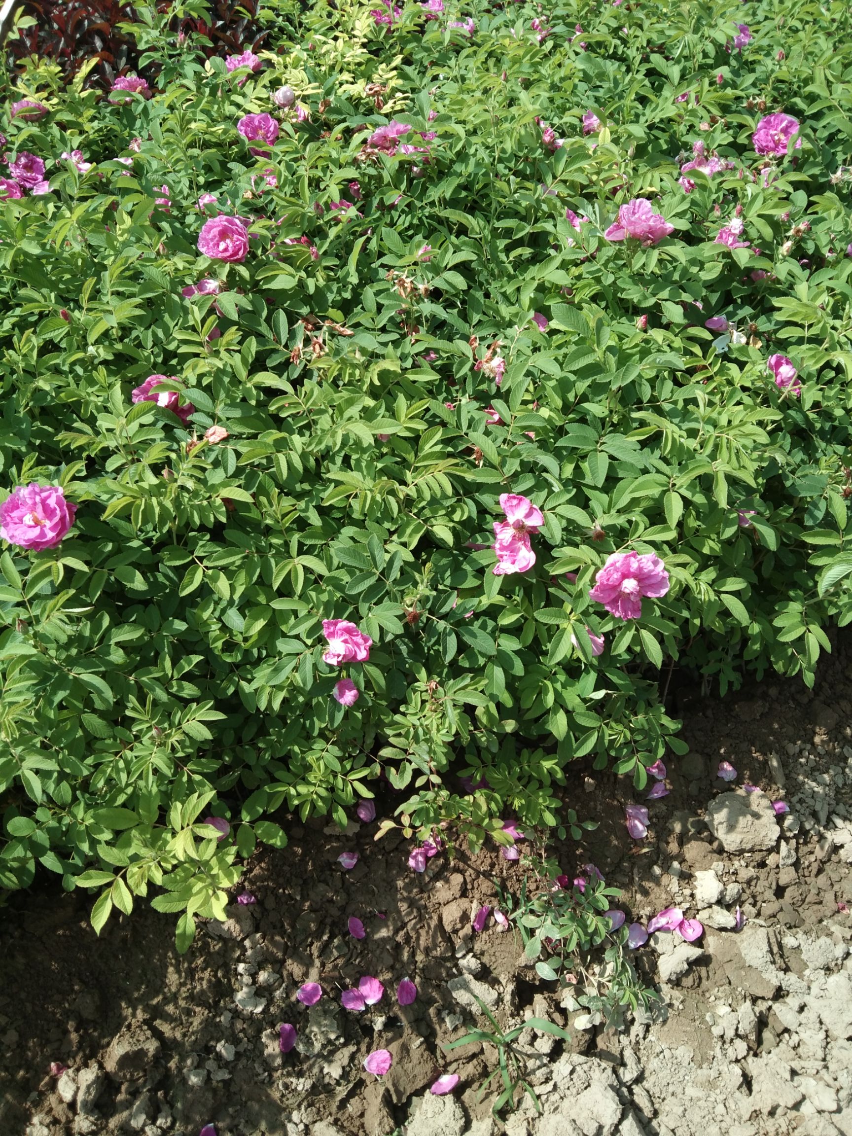 四季玫瑰又称紫枝玫瑰图片