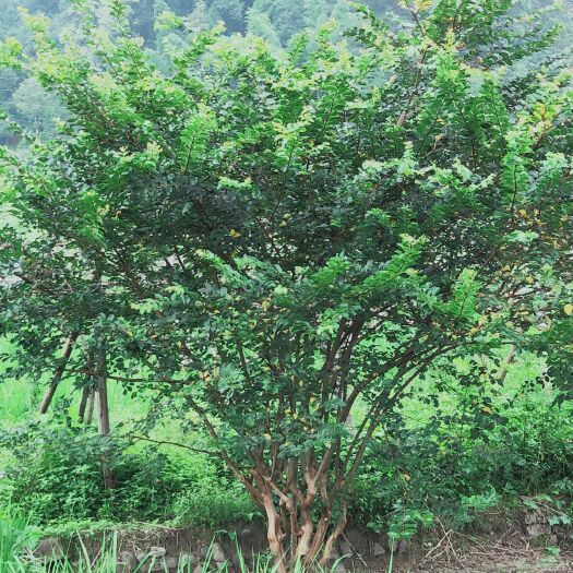 全州县 紫薇地经30公分高4.5宽4.5米