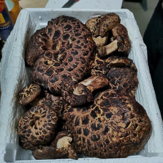 昆明虎掌菌 黑虎掌