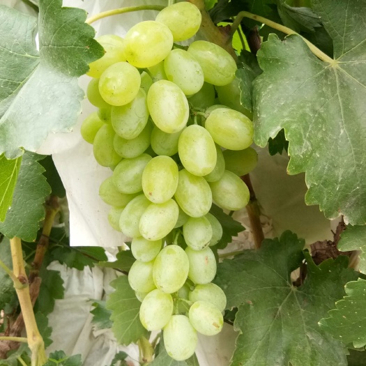 稷山县露天维多利亚葡萄大量上市